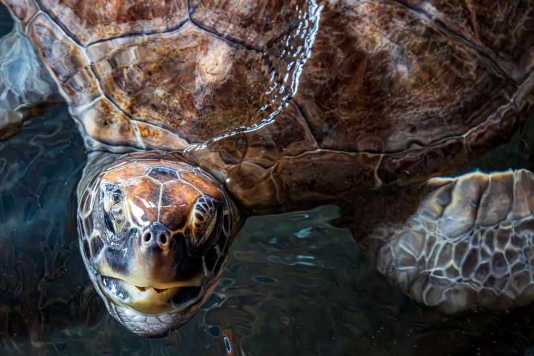 Grand-Popo - Plages, Cocotiers & Tortues Marines